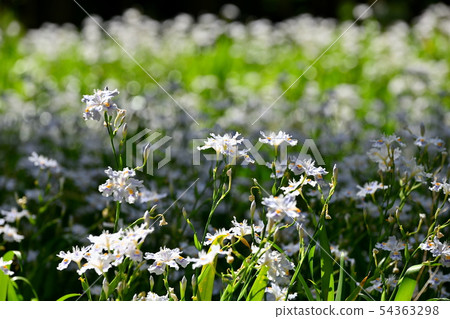 A group of Shiga A group of Shiga 54363298