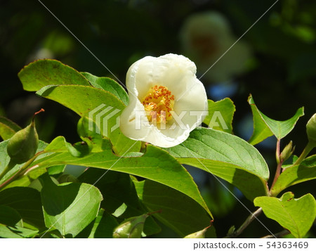 Summer Rose Blooming in June Summer Rose Blooming in June 54363469