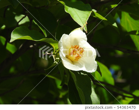 夏季玫瑰在六月盛開 54363470