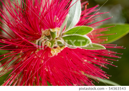 Brush tree flower 54363543