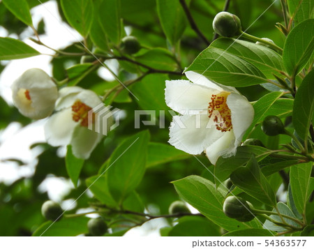 夏季玫瑰在六月盛開 夏季玫瑰在六月盛開 54363577