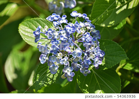 Uzuyasai(渦旋繡球花) Uzuyasai(渦旋繡球花) 54363936