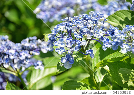 Uzuyasai (eddy hydrangea) 54363938