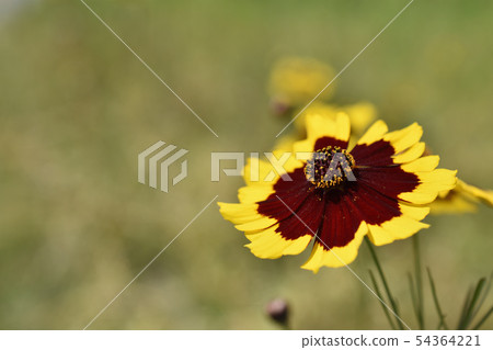 Harshagik Harshagik 54364221