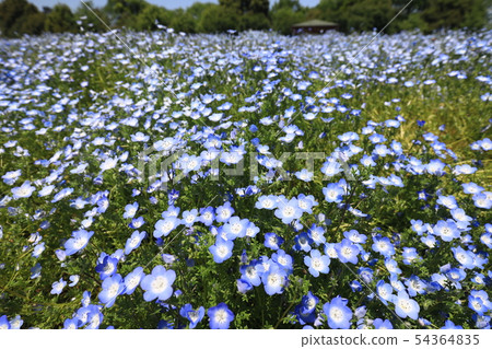 Nemophila 9810 54364835