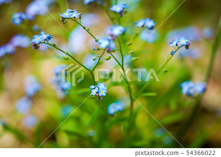 Ezomurasaki Ezomurasaki 54366022