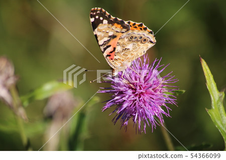 Shark's beard 54366099