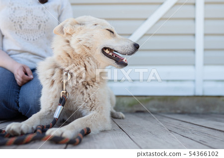 Image of white dog with collar and leash looking to side and woman mistress near white wooden wall 54366102