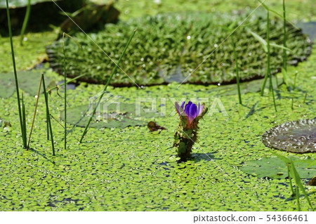 Flowering Flowering 54366461