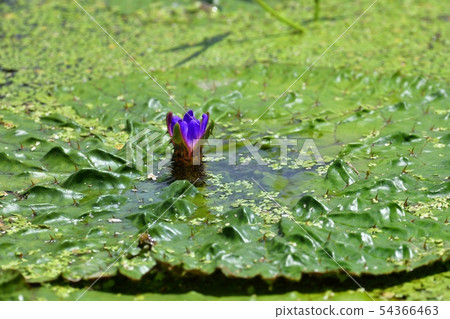 Flowering Flowering 54366463