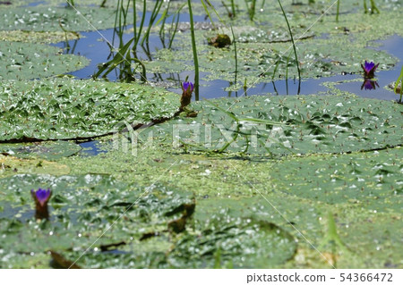 在開花的開花的青蛙 54366472