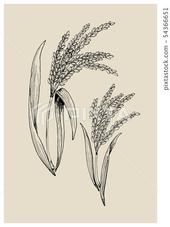 稻穗素描 稻穗素描 54366651