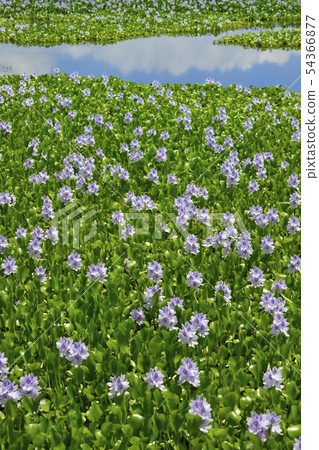 Water hyacinth flower field Water hyacinth flower field 54366877