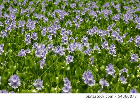 Water hyacinth flower field Water hyacinth flower field 54366878