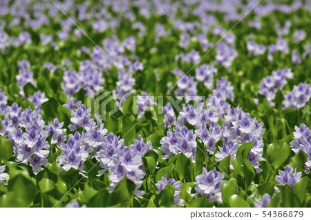 Water hyacinth flower field Water hyacinth flower field 54366879