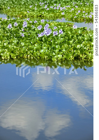 Clouds in the blue sky reflected in the water field and water surface of the water hyacinth Clouds in the blue sky reflected in the water field and water surface of the water hyacinth 54366883