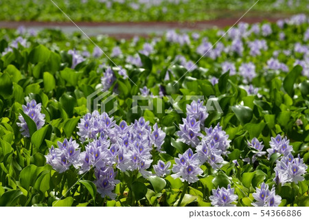 Water hyacinth flower field Water hyacinth flower field 54366886