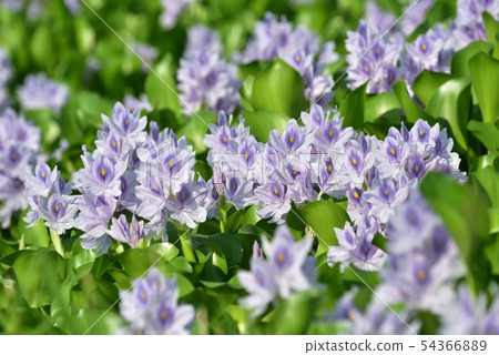 Water hyacinth flower field 54366889