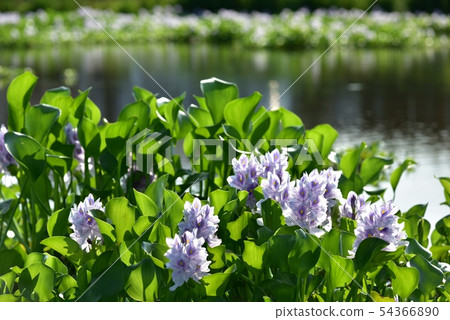 Water hyacinth flower field Water hyacinth flower field 54366890