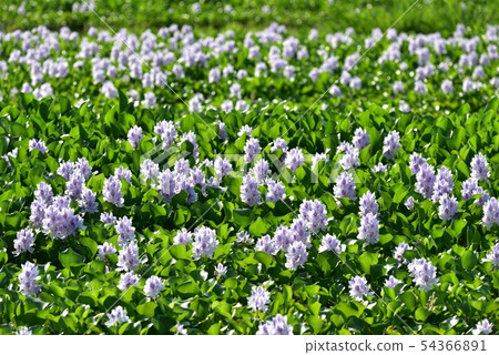 Water hyacinth flower field 54366891