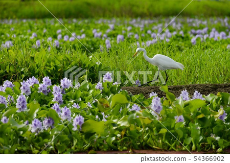 在鳳眼蘭花田的白色玫瑰 在鳳眼蘭花田的白色玫瑰 54366902