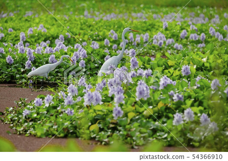 White rose on water hyacinth flower field White rose on water hyacinth flower field 54366910