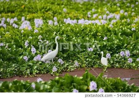 White rose on water hyacinth flower field 54366927