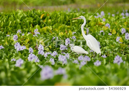 White rose on water hyacinth flower field 54366929