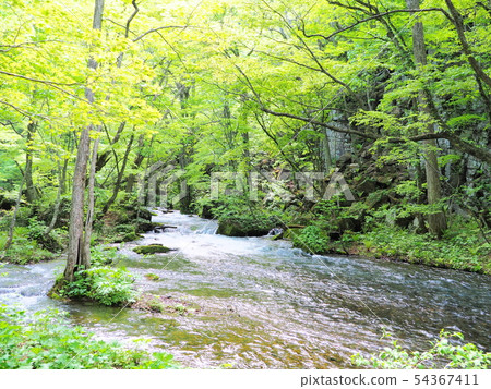 Okusease新鮮綠色的山谷 54367411