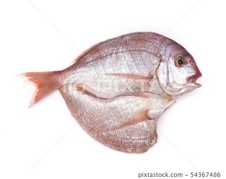 乾魚 乾魚 54367486