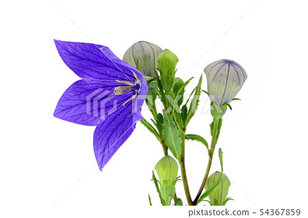 [桔梗]（深度合成） 54367859