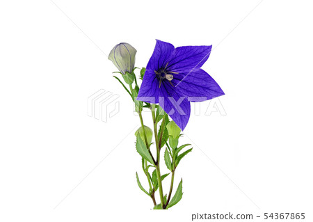 [桔梗]（深度合成） 54367865