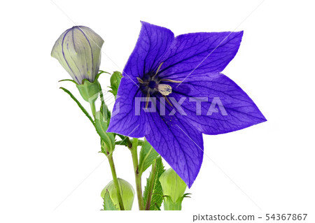 [桔梗]（深度合成） 54367867