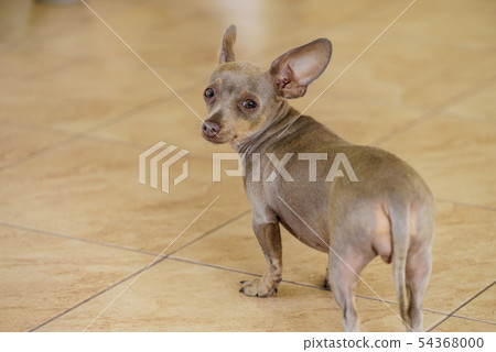 Little dog pinscher indoor Little dog pinscher indoor 54368000