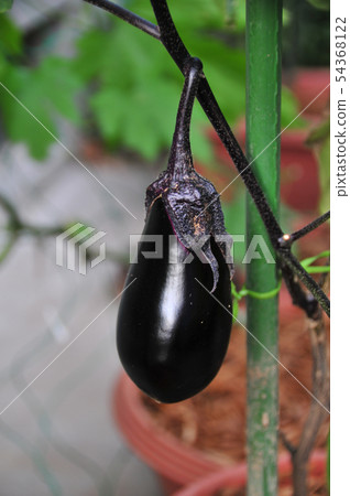 Eggplant Eggplant 54368122