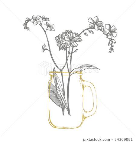 Forget Me Not Flowers Botanical Illustration Stock Illustration