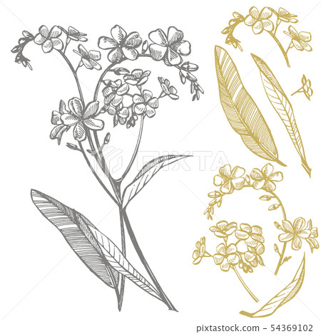 Forget-me-not flowers. Botanical illustration. Good for cosmetics, medicine, treating, aromatherapy Forget-me-not flowers. Botanical illustration. Good for cosmetics, medicine, treating, aromatherapy 54369102