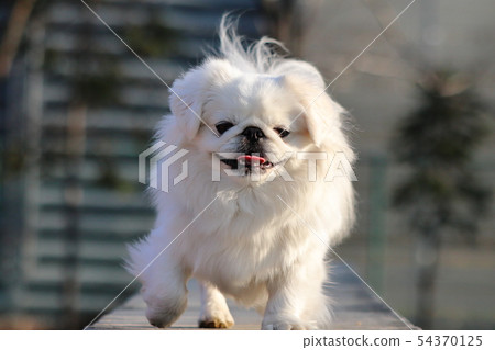 White pekinies crossing the bridge 54370125