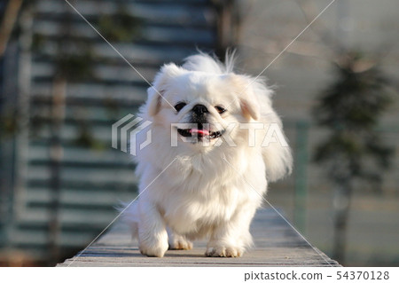 White pekinies crossing the bridge White pekinies crossing the bridge 54370128