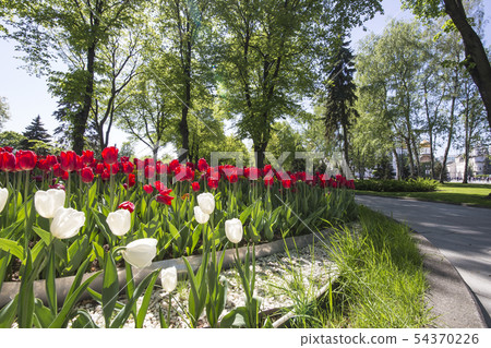 Inside of Moscow Kremlin, Russia (day). Inside of Moscow Kremlin, Russia (day). 54370226
