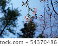 花 54370486
