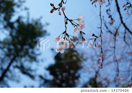 花 花 54370486