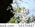花 54370487