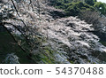 花 54370488