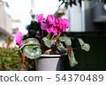 花 54370489