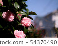 花 54370490