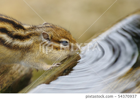 花栗鼠在水中 花栗鼠在水中 54370937