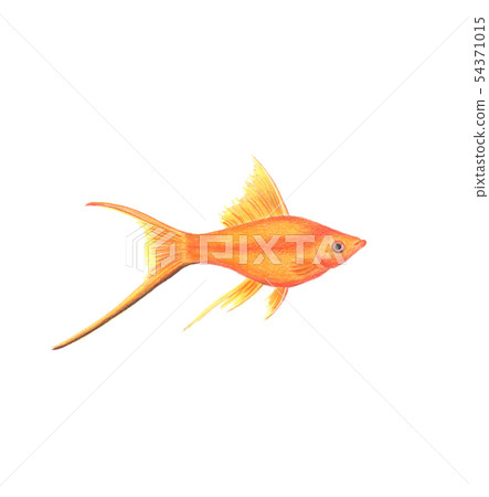 Orange swordtail fish natural illustration by 54371015
