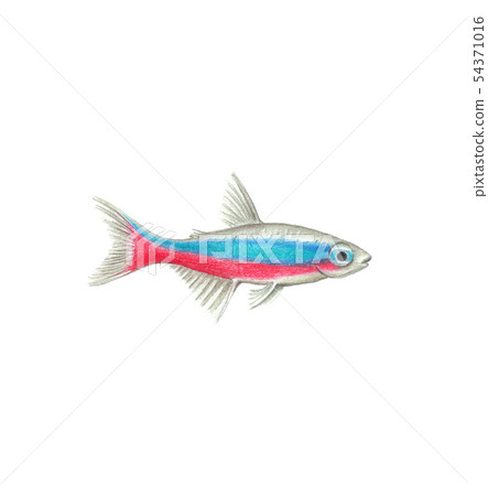 Neon tetra natural illustration by colored pencils Neon tetra natural illustration by colored pencils 54371016