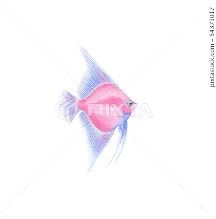 Angelfish natural illustration by colored pencils Angelfish natural illustration by colored pencils 54371017